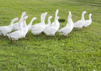 Flock of domestic white geese on grass