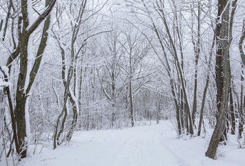 beautiful winter scenery with snow in the forest 