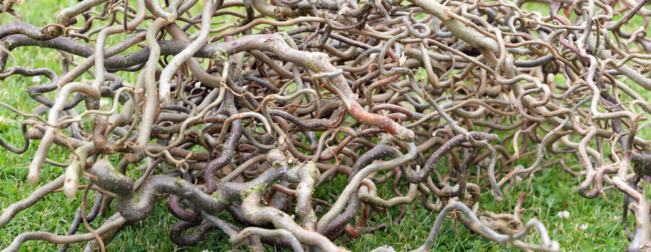 Branches from snake hazel shrub (Corylus avellana). Nice branches like ornament or decorative details