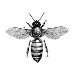 Bee hand drawing vintage engraving illustration isolate on white background
