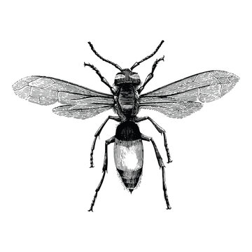 Wasp hand drawing vintage engraving illustration isolate on white background