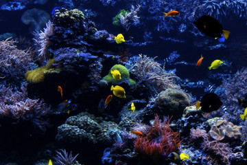 Fototapeta na wymiar tropical Fish on a coral reef. Underwater coral fish