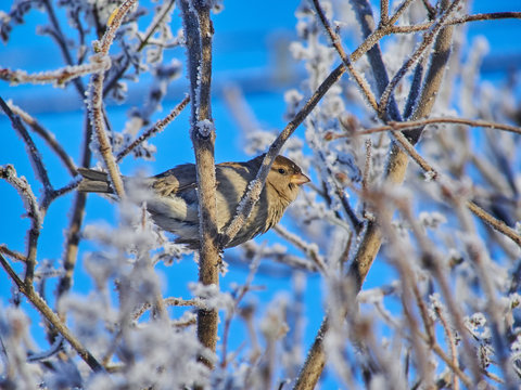 sparrow in the bushes. winter