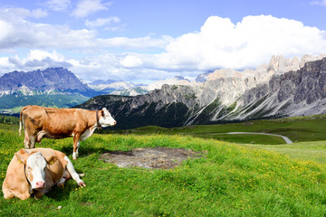 Fototapeta na wymiar Alpine pasture in the dolomites