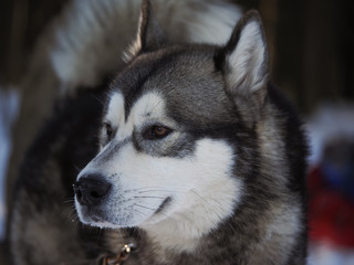 a dog malamute in the forest. winter