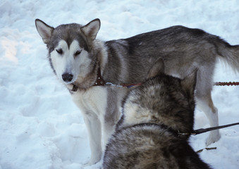 a dog malamute in the forest. winter
