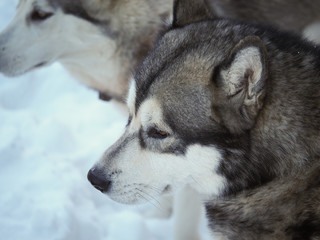 a dog malamute in the forest. winter