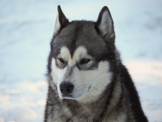 a dog malamute in the forest. winter