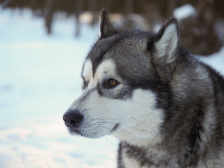 Naklejka premium a dog malamute in the forest. winter