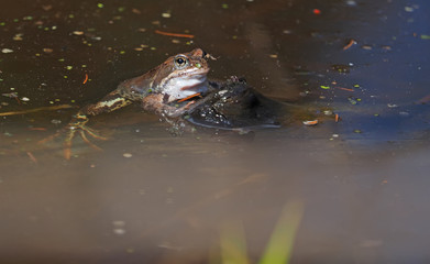 a frog in the pond. Spring