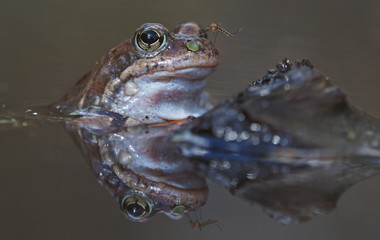 a frog in the pond. Spring