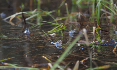 a frog in the pond. Spring