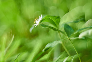 Trientalis in the forest