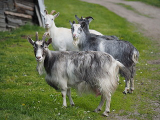 goats in the village