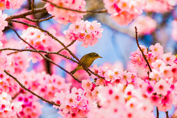 The Japanese White-eye.The background is Yoko cherry blossoms. Located in Tokyo Prefecture Japan.