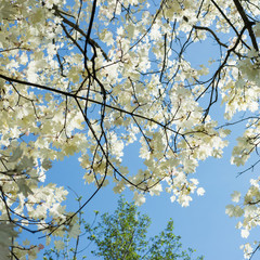 Acer platanoides Walderseei