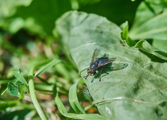 a fly on a leaf in the forest