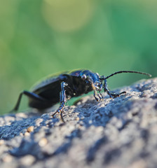 Carabidae in the forest