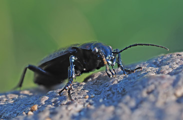 Carabidae in the forest