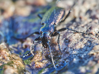 Carabidae in the forest