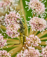 beetle Cerambycidae on a flower in the forest