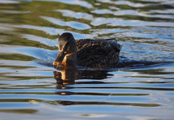 ducks on the river
