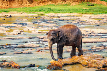 Pinnawala Elephant Orphanage. Little elephants bathing in the river, Sri Lanka