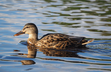 ducks on the river