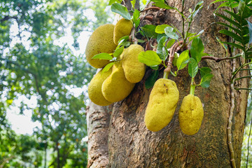Branch full of jack fruits, Sri Lanka