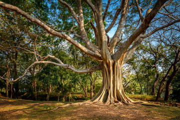 Ficus benjamina - tree with long branches in polonnaruwa, Sri Lanka