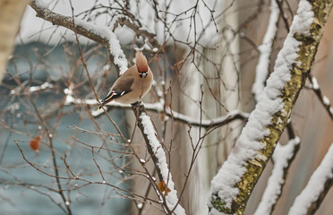 waxwing bird on a tree