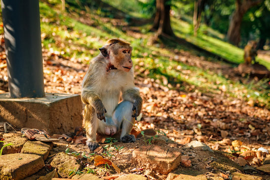 Toque macaque looking around in Polonnaruwa, Sri Lanka