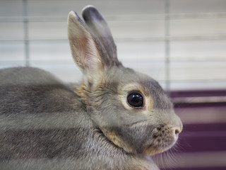 rabbits in a cage