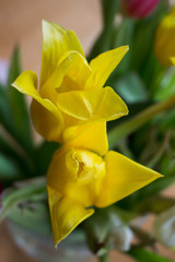 isolated closeup of a yellow tulip 