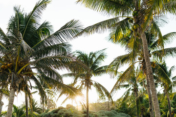 Fototapeta na wymiar Palm trees in Tulum Mexico 