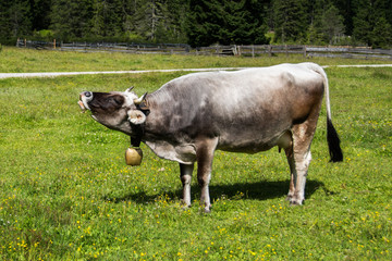 Kuh auf Almwiese