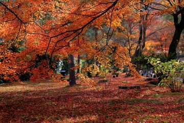 Red leave of autumn in Kyoto, Japan