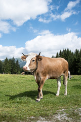 Naklejka na ściany i meble Kuh auf Almwiese