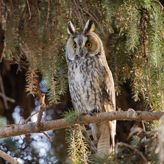 Long-eared owl