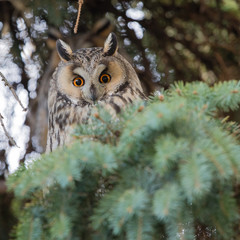 Long-eared owl