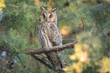 Long-eared owl