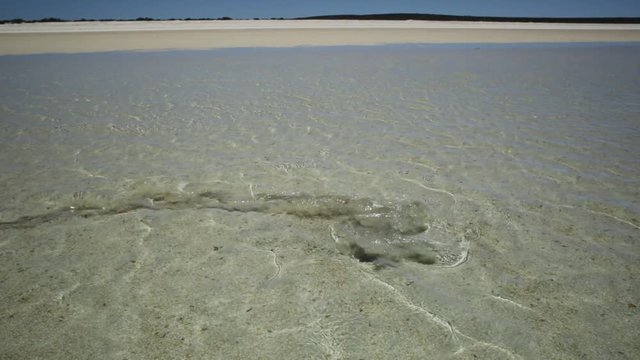 Closeup of Guitarfish or Rhynchobatus Australiae at Shell Beach in Shark Bay World Heritage Area. Shell Beach is famous for shells and clear waters. Western Australia near Denham.
