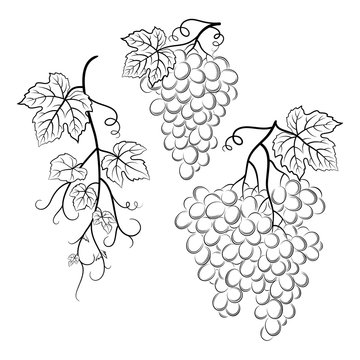 Bunch of Grapes with Leaves and Berries Black Contour Pictograms Isolated on White Background. Vector