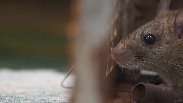 rat in a cage catching a rat. the mouse has contagion the disease to humans such as Leptospirosis, Plague. Homes and dwellings should not have mice. concept of Sanitation and Health.