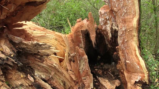 White willow Salix alba attacked by wood-destroying insects, tree trunk very attacked woodworm by larvae, tree fell into the river, danger of injury, white satin moth