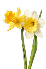 Pair of narcissus flower isolated on a white background