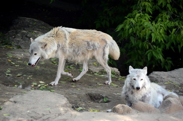 Tundra wolfs summer