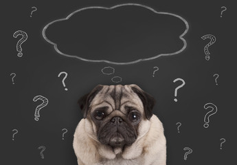 closeup of pug puppy dog sitting in front of  blackboard sign with hand drawn chalk question marks and blank thought bubble
