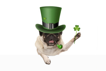st patricks day pug puppy dog with green leprechaun hat and pipe, holding up shamrock clover,...
