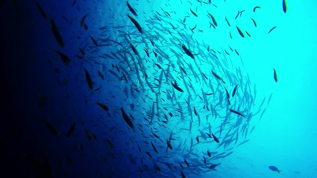School of Barracuda fish in ocean